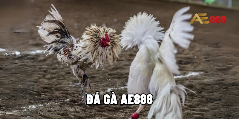 Đá gà AE888