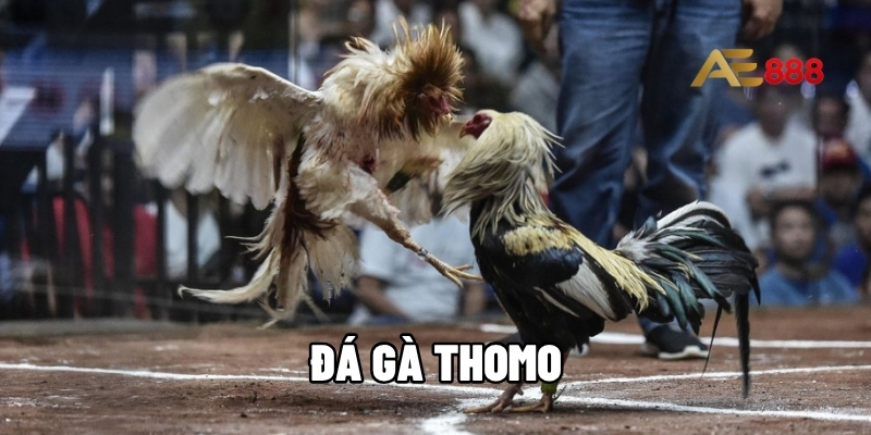 Đá gà Thomo
