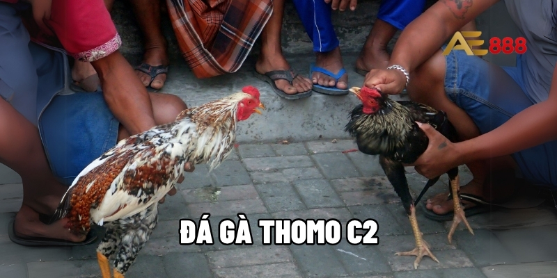 Đá gà Thomo C2