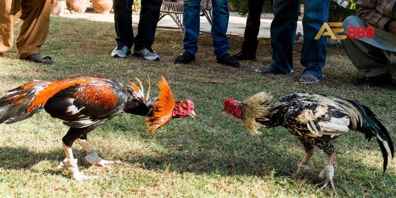 Giới thiệu về trường đá gà Thomo C2