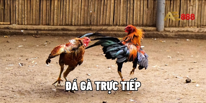 đá gà trực tiếp