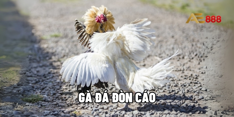 Gà đá đòn cáo