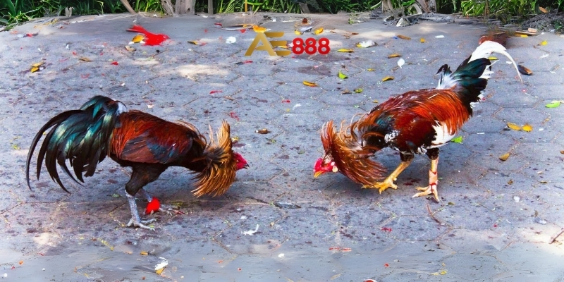 Gà đá đòn cáo là gì và đặc điểm nổi bật
