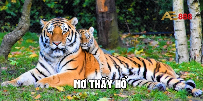 mơ thấy hổ