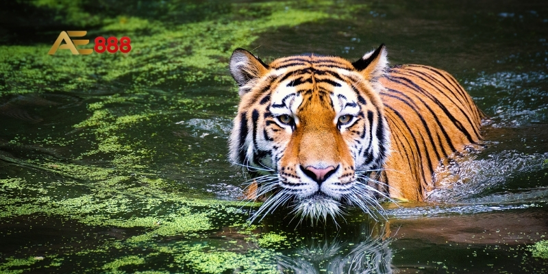 Mơ thấy hổ trắng